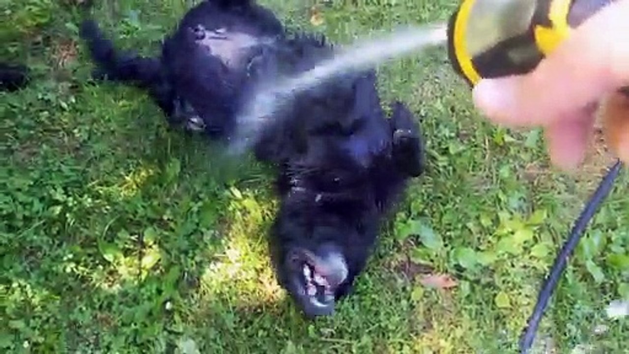 Dog Loves the Water Hose