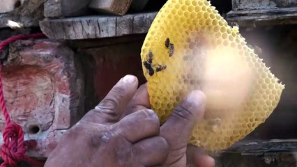 العسل اليمني.. بين مرارة الحرب وتبعات التغير المناخي