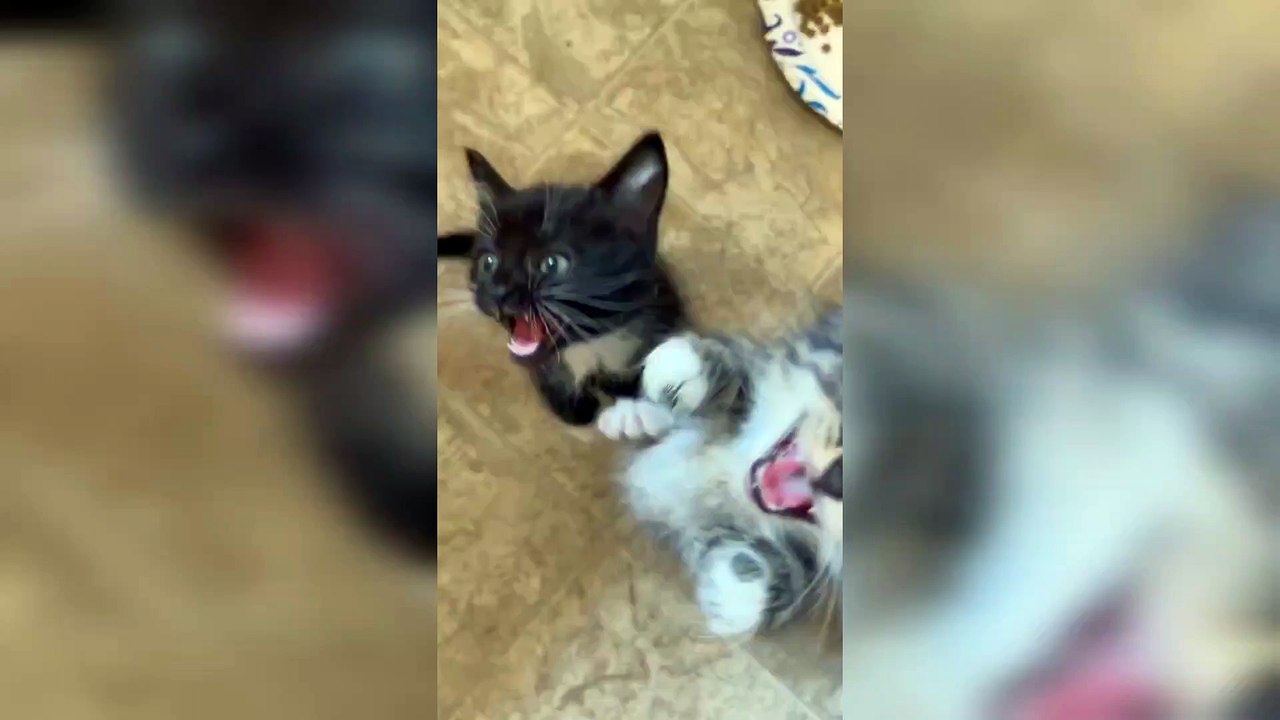 Cute Kitty