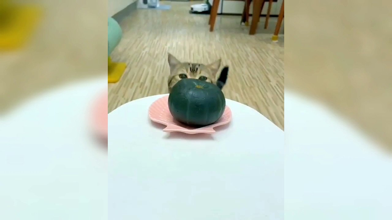 Sweet Kitty