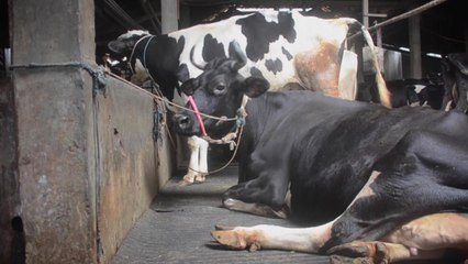 인도네시아 구제역에 호주 비상...쇠고기 수입시장 영향 / YTN