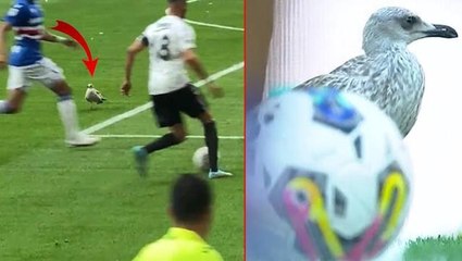 Beşiktaş maçındaki martı görenleri hayrete düşürdü! Her pozisyonun içinde yer aldı