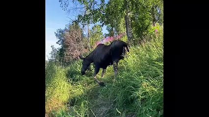 Moose Meanders into Kenai River to Swim