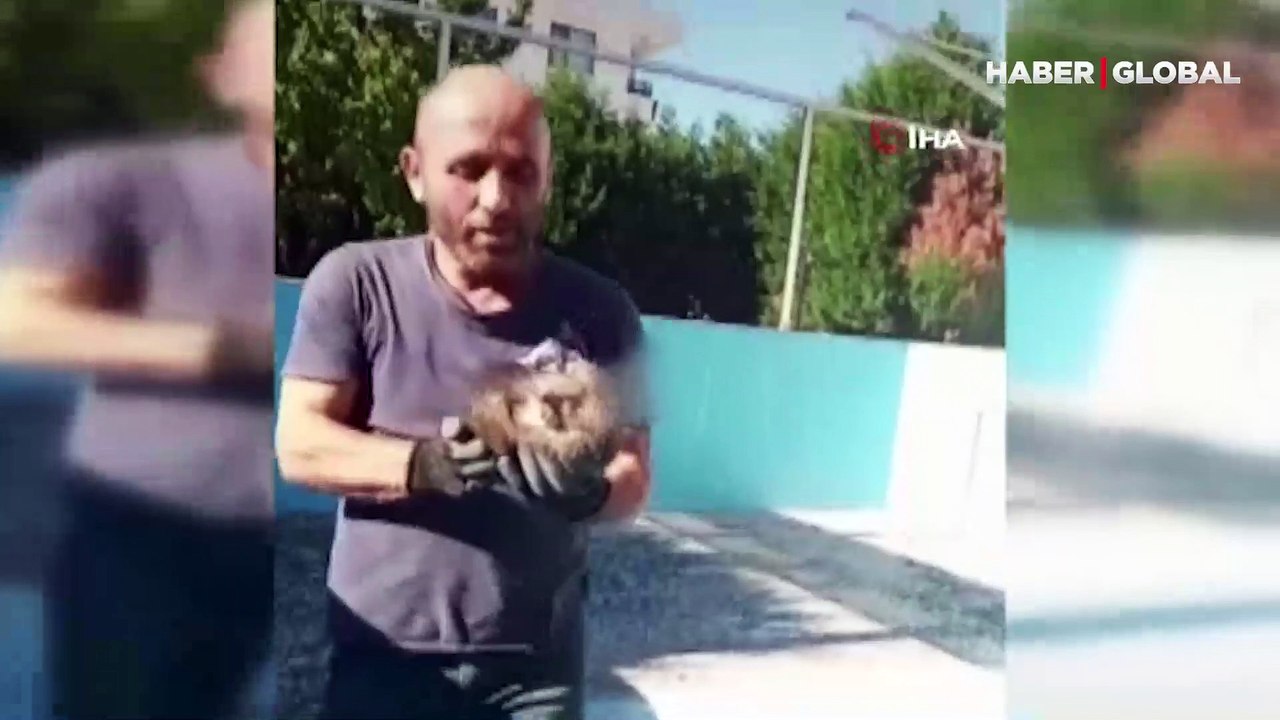 Bitkin halde bulduğu kirpiye elleriyle su içirdi