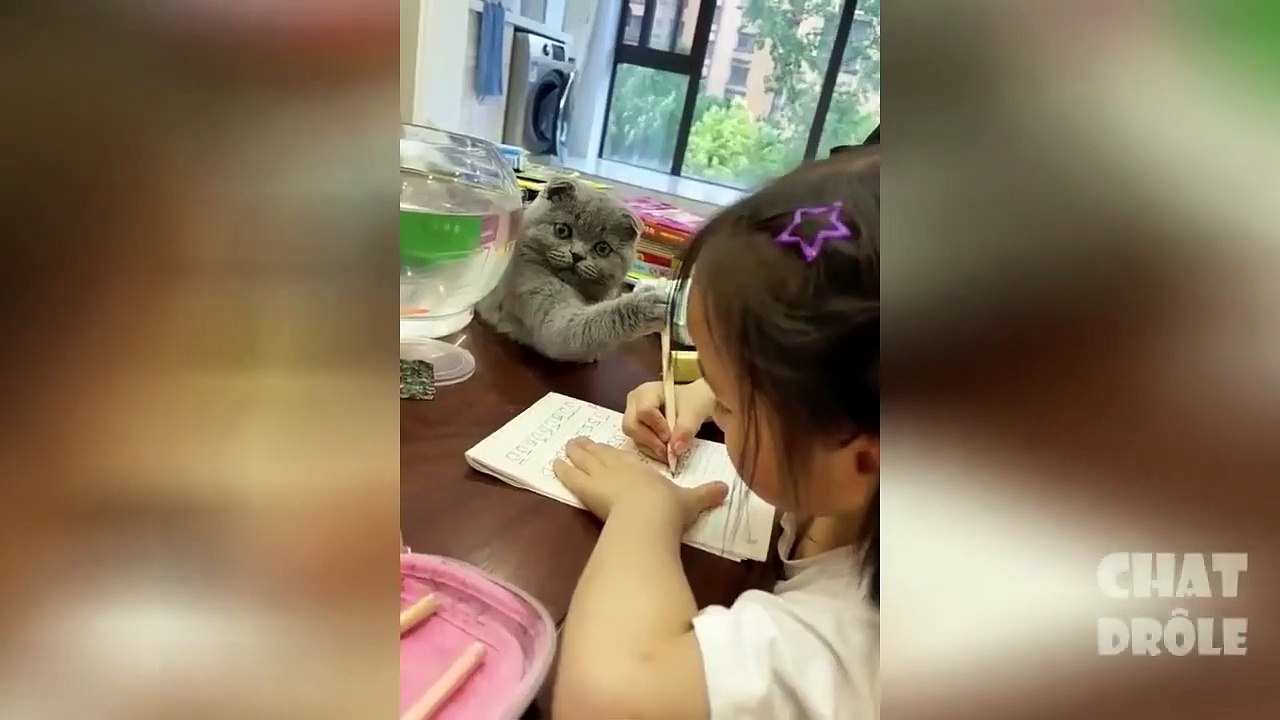 Best Funny Animal Videos 2022  - Funniest Dog & Cat Videos