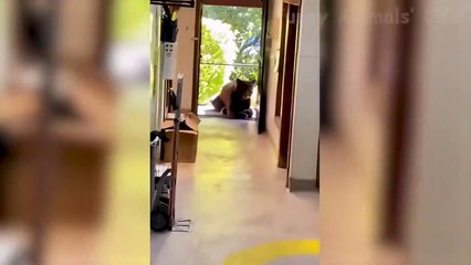 Best Funny Animal Videos Of The 2022  - Funny Wild And Farm Animals Videos