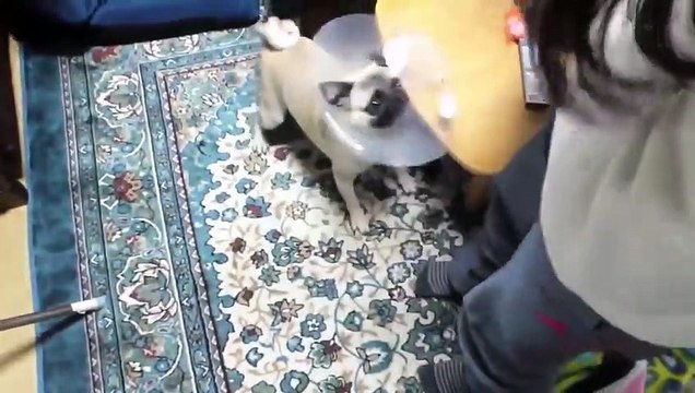 TOP 10 dog barking videos compilation 2016 ♥ Dog barking sound - Funny dogs