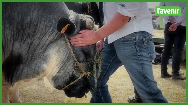 Le blanc-bleu belge, star de la Foire de Libramont
