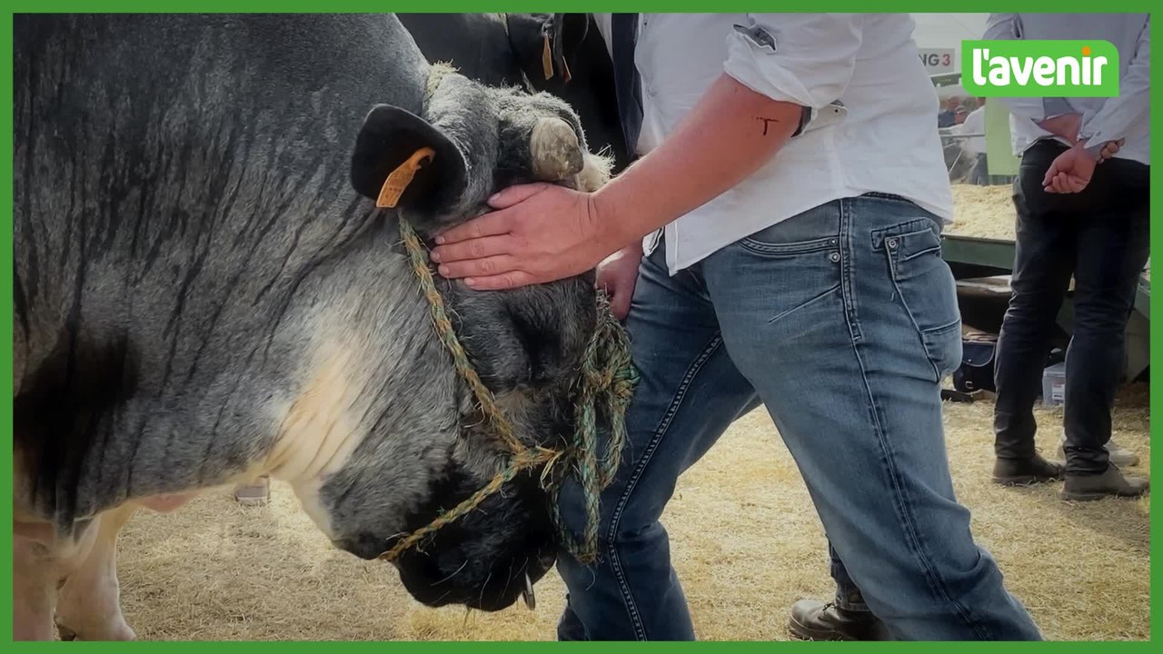 Le blanc-bleu belge, star de la Foire de Libramont