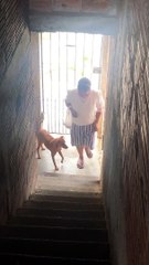 Adorable Dog Assists Owner Up the Stairs