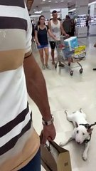 Dog Slides on Floor While Owner Goes Shopping