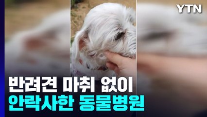 "편하게 보내준다더니"...마취 없이 반려견 안락사한 동물병원 / YTN