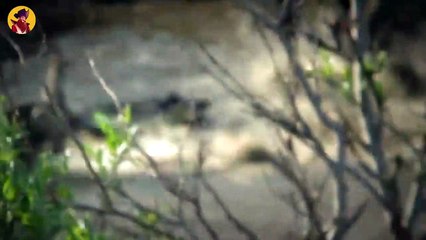 15 Agonizing Moments That Show How Brutal Wolves Can Be When They Are Hungry