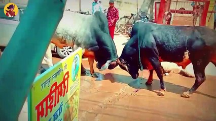 Top 45 Brutal Moments When Bulls Go Out Of Control