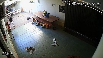 Curious Dog Makes a Mess