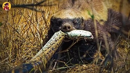 Top 17 Moments When Honey Badgers Show The Competition, Just How Nuts They Are.
