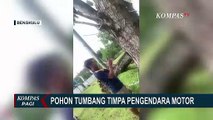 Pohon Tumbang Timpa Pengendara Motor di Jalan WR Supratman Kota Bengkulu