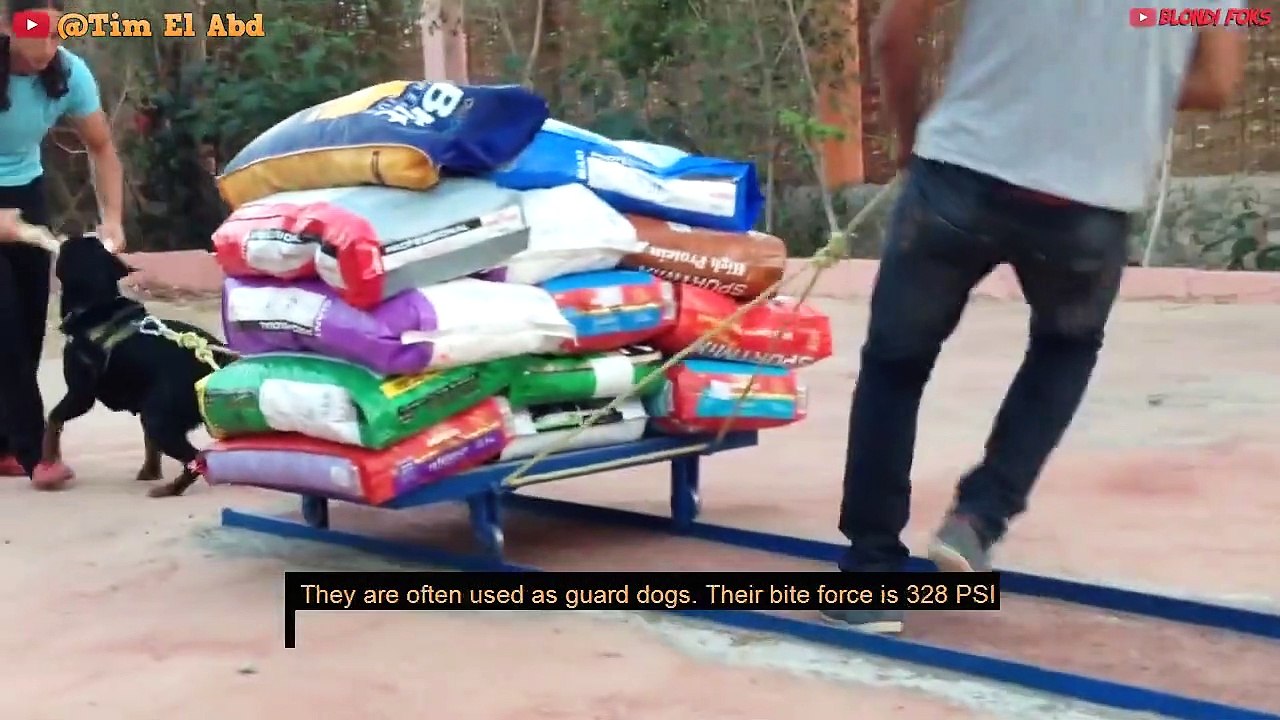 Top 10 Most Muscular Dog Breeds In The World - 10 Most Muscular Dogs Of ALL TIMES