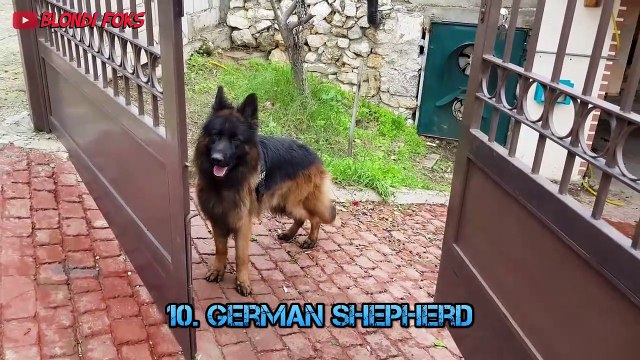 Can Top 10 Fastest Dog Breeds Beat The Cheetah - Top 10 Fastest Dog Breeds In The World