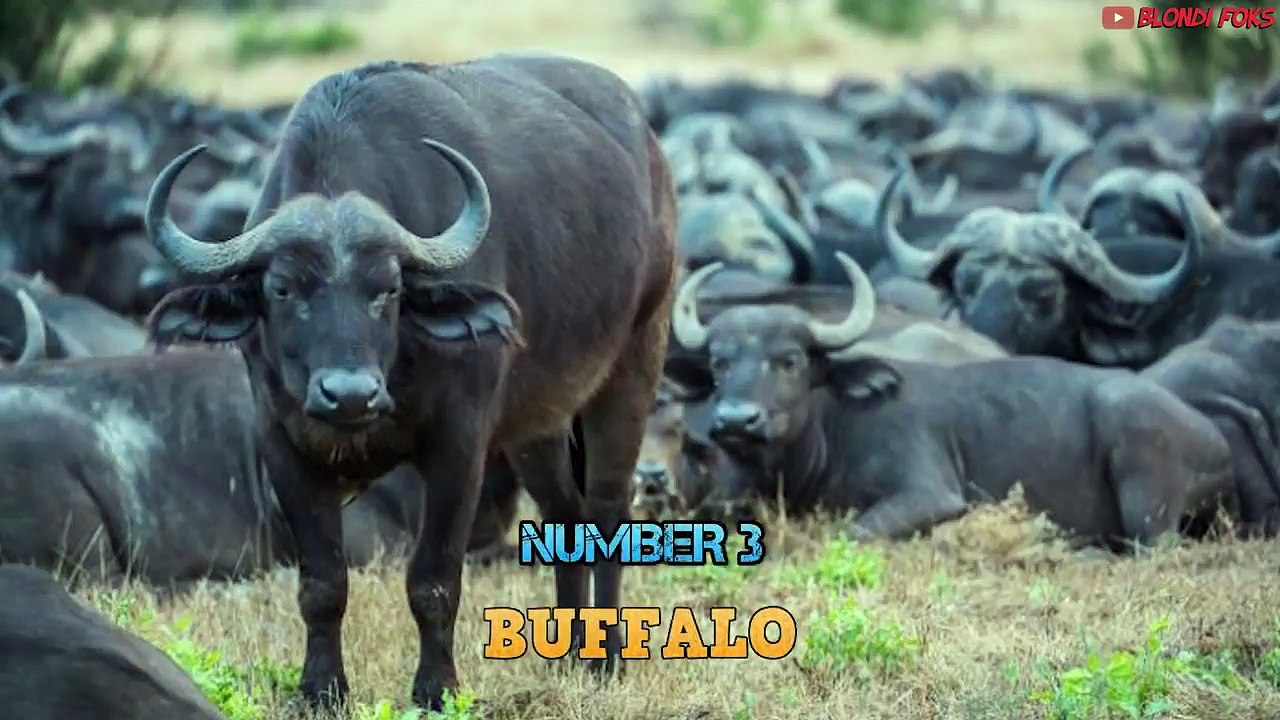 Top 10 Prey Who Can Kill a Lion Easily - When Prey Fights Back - Prey VS Predator