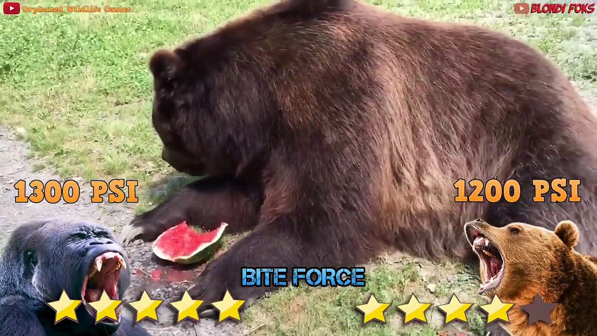 gorilla vs grizzly bear