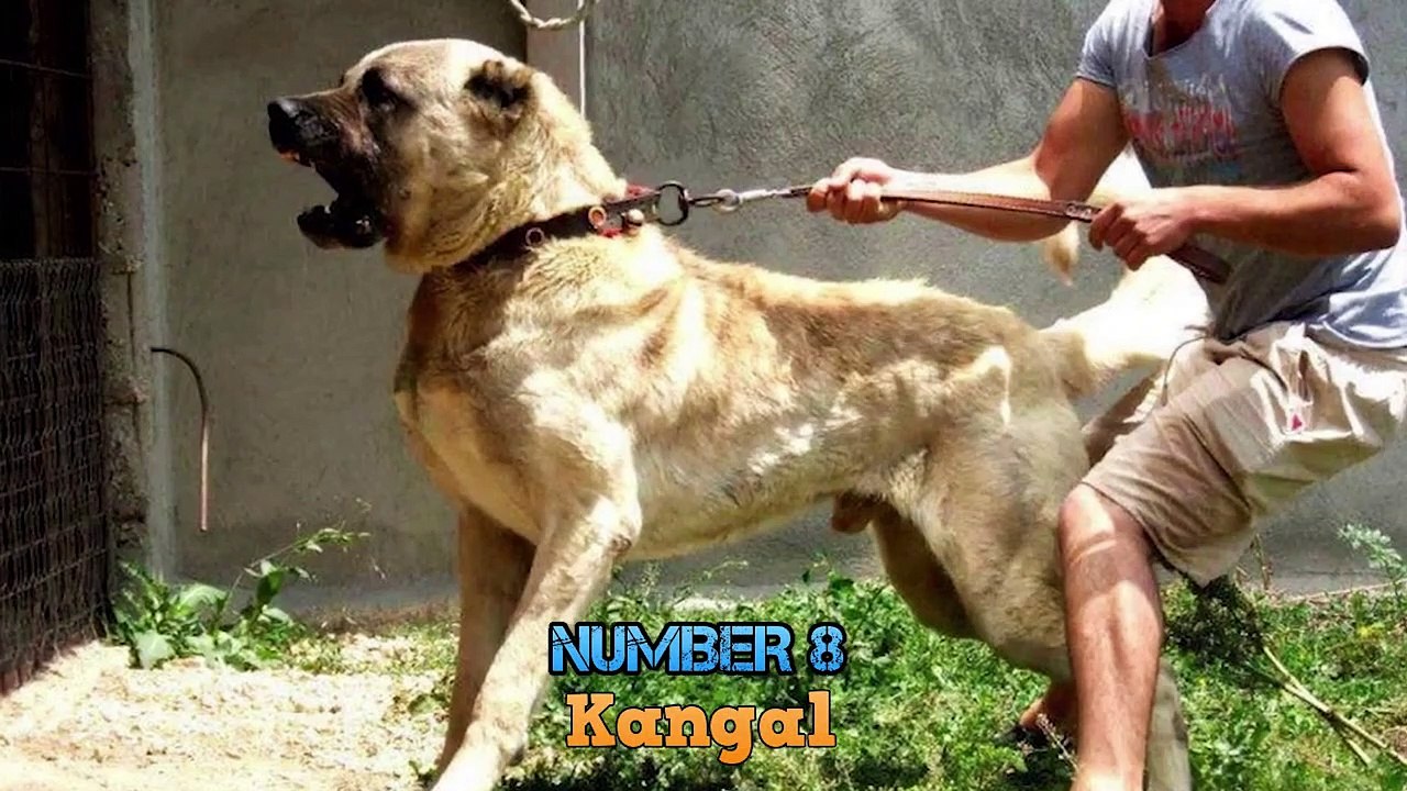 Top 10 Strongest Dogs That Can Easily Kill Wild Animals - Dogs VS Wild Animals - Blondi Foks