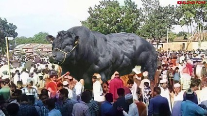 Top 5 Most Muscular Animals on The Planet - Blondi Foks