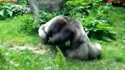 Top 10 Strongest Predators in The World! - Prey VS Predator - Blondi Foks