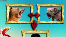 Puma VS Wolf VS Bear - Amazing Wild Animals Fights Comparisons! (Animated)