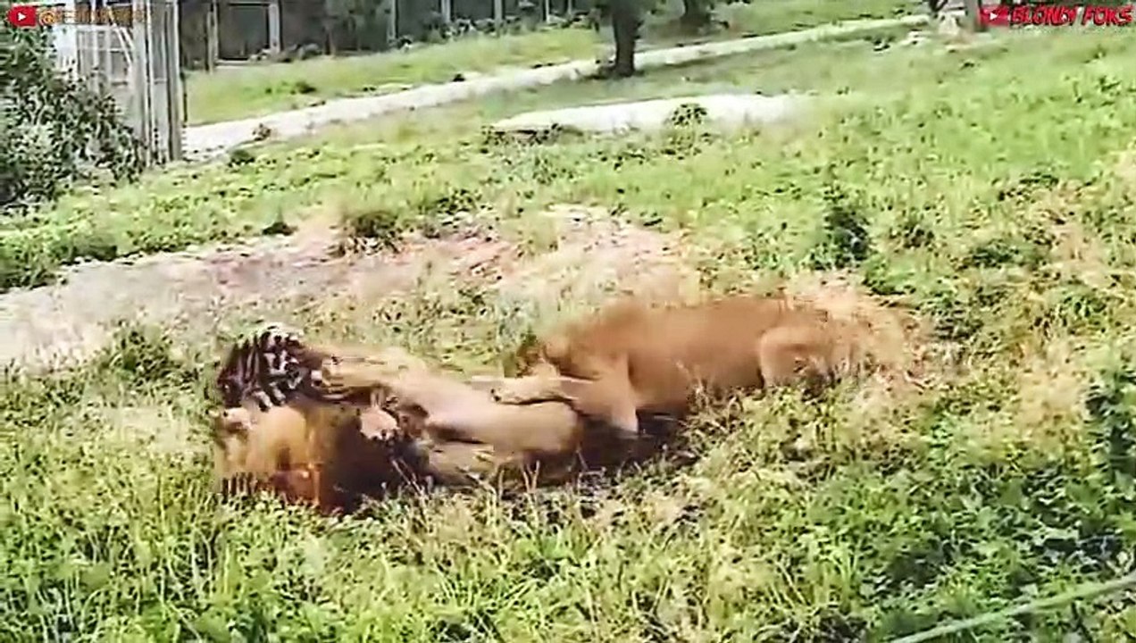 Top 10 Strongest Predators In The Wild - Prey VS Predator - Blondi Foks