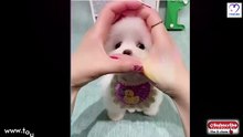 Cat Funny Beauty
