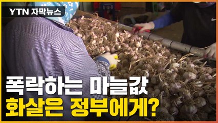 [자막뉴스] '고물가 시대' 홀로 폭락한 마늘값...농민들의 성토 / YTN