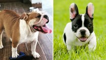 FRENCH BULLDOG  Cute and Funny French Bulldogs doing funny things (2022)