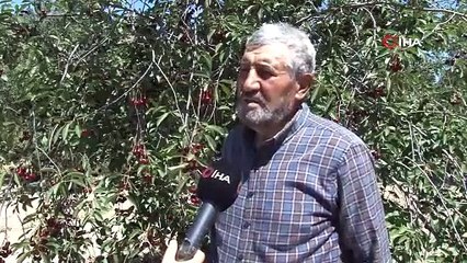 Coğrafi işaretli 'Çubuk Vişnesi'ni ağrı kesici olarak kullanıyorlar