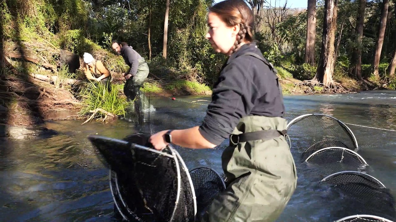 Australian Conservation Foundation conducts platypus survey at Dingo Creek, NSW | August 1, 2022 | Newcastle Herald
