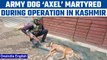 Baramulla: Army dog ‘Axel’ martyred in an encounter, one terrorist killed | Oneindia News *News