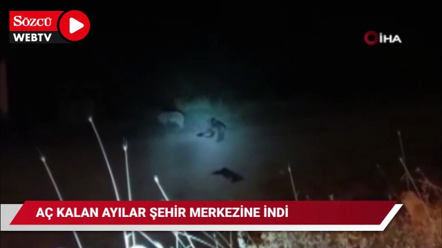 Tunceli’de aç kalan ayılar şehir merkezine indi