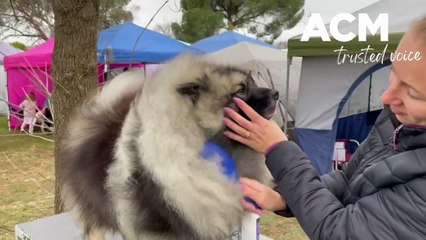 Wagga All Breeds Kennel Club championship show | 31.07.22 | The Daily Advertiser