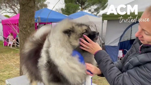 Wagga All Breeds Kennel Club championship show | 31.07.22 | The Daily Advertiser