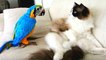 Baby Animals  Funny Parrots and Cute Birds Compilation (2022) Loros Adorables Recopilación