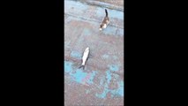 Un chaton vient voler un poisson à un pecheur