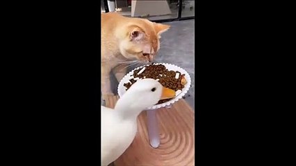Une oie affamée ne laisse rien à son pote le chat