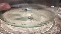 Antalya haberi... Bu kez Antalya'da görüldü... Bulduğu insan yüzlü örümceği karınca ile besliyor