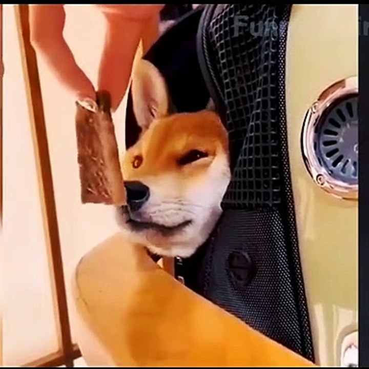 Cute Pet playing with me || Animal funny moments  #animal #cat #dog #cats #dogs #pet