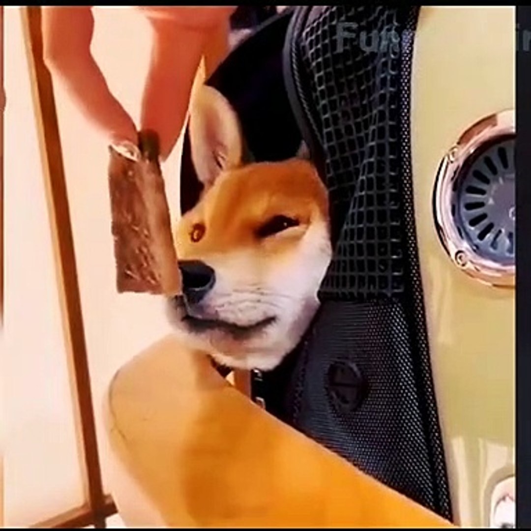 ⁣Cute Pet playing with me || Animal funny moments  #animal #cat #dog #cats #dogs #pet