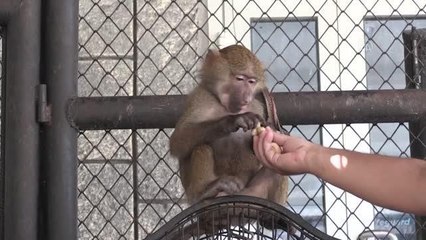 Doğa parkı personelinin baktığı babun "Nisan" 15 aylık oldu