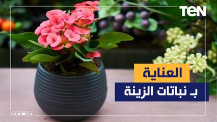 متخصص في البيئة الزراعية يقدم نصائح هامة لشراء النباتات المنزلية والحفاظ عليها