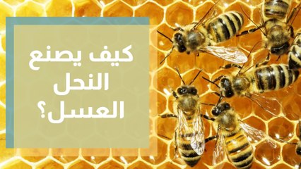 كيف تنتج النحلة العسل داخل الخلية