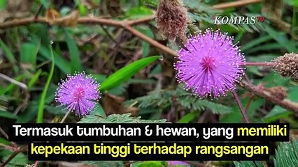 5 Hewan dan Tumbuhan yang Peka Terhadap Rangsangan