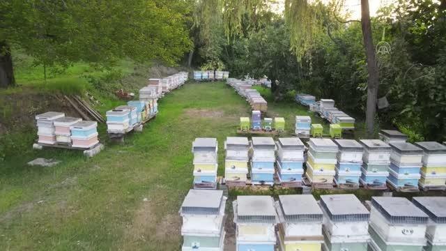 Karabük ekonomi haberleri: Yenice Ormanları'nda üretilen ıhlamur balı tescil yolunda